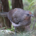 Superb Lyrebird