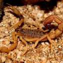 Indian Red Scorpion
