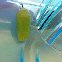 Monarch chrysalis