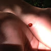 Two Spotted Lady Beetle.