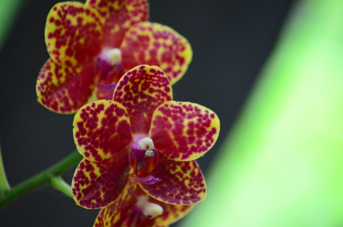 Orquídea  Phaleonopsis  híbrida