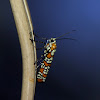 Ailanthus Webworm Moth