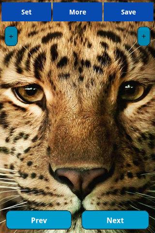 【免費娛樂App】Leopard wallpapers-APP點子