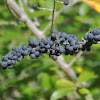 Chinese Privet berries