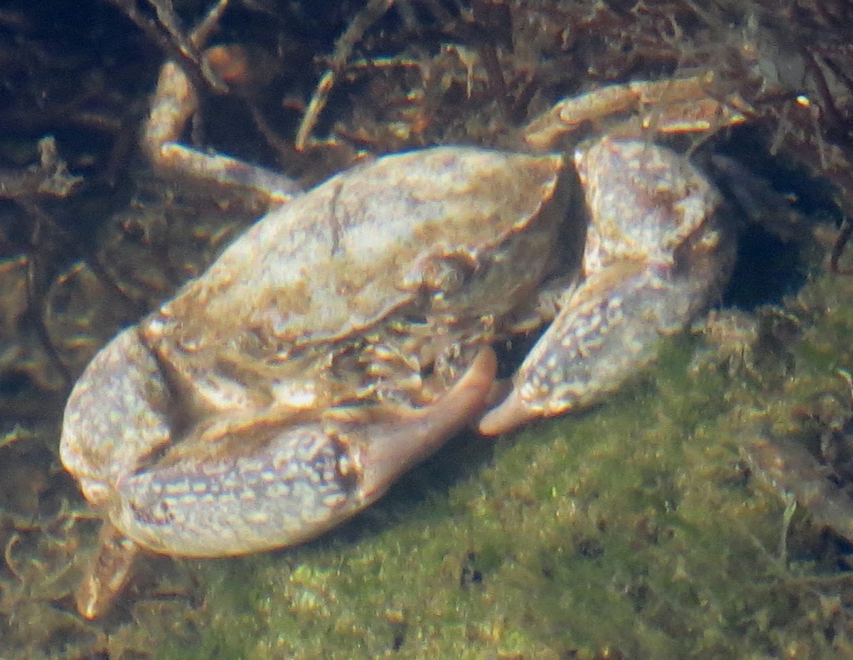 Stone crab, juvenile