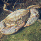 Stone crab, juvenile