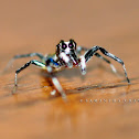 Jumping Spider