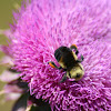 Bumble Bee and Thistle