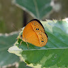 bush brown butterfly