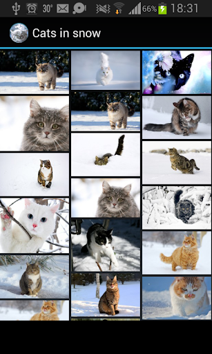 Cats in snow