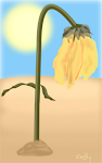 Wilting