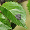 Predatory Stink Bug Eggs (Asopinae)