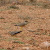 Yellow-wattled Lapwing 