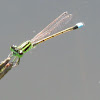 libélula verde