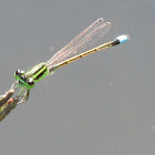 libélula verde