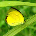 Grass yellow