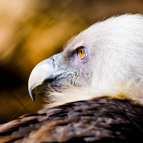 Vulture by Mina Jaguar - Animals Birds