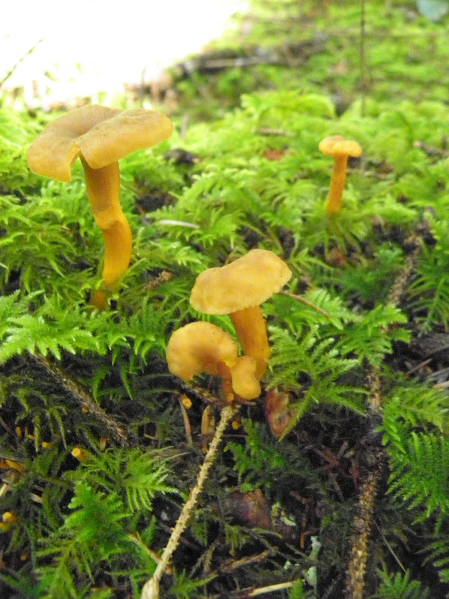 yellow foot or winter chanterelle