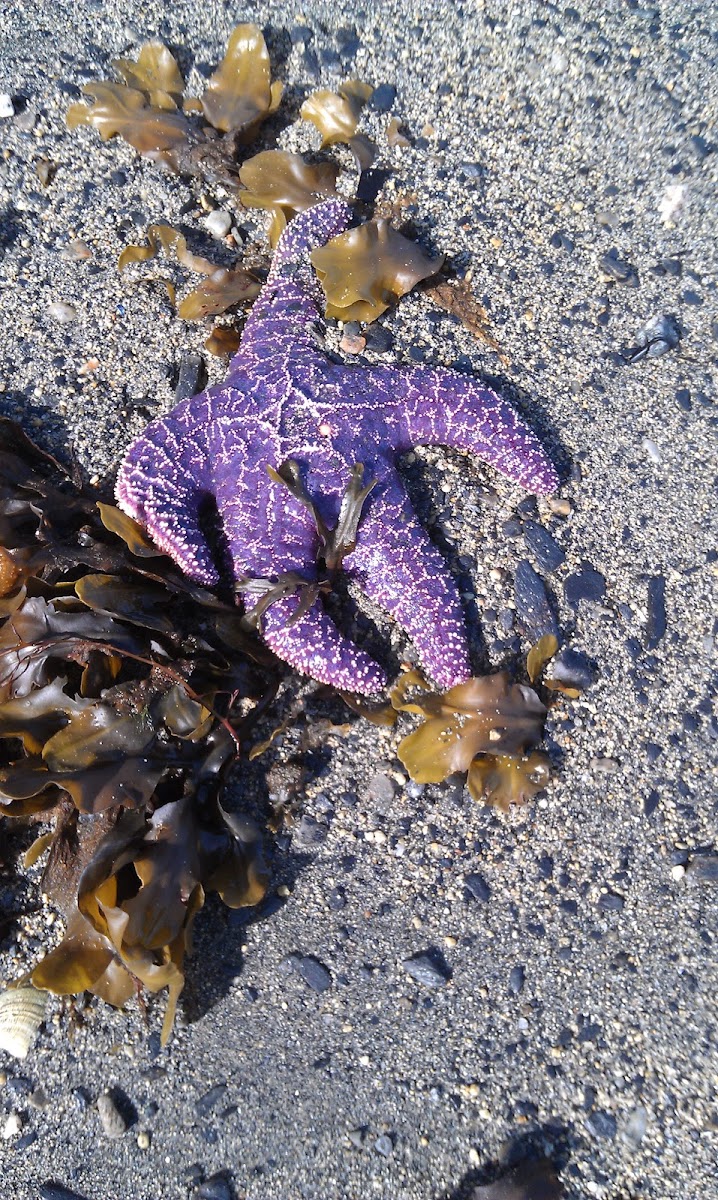 Ochre sea star