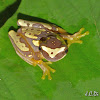 Harlequin Tree frog