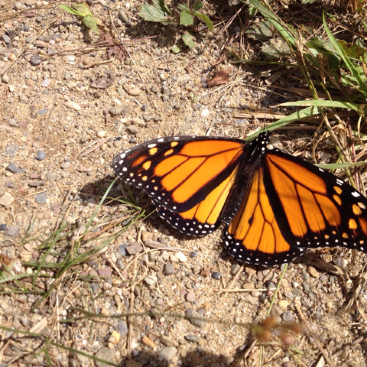 Monarch butterfly