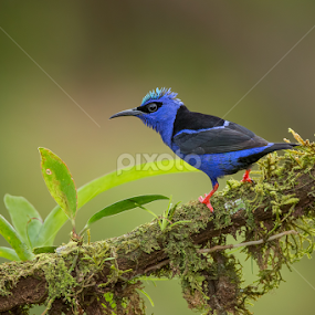 Red-legged Honeycreeper by Phoo (mallardg500) Chan - Animals Birds