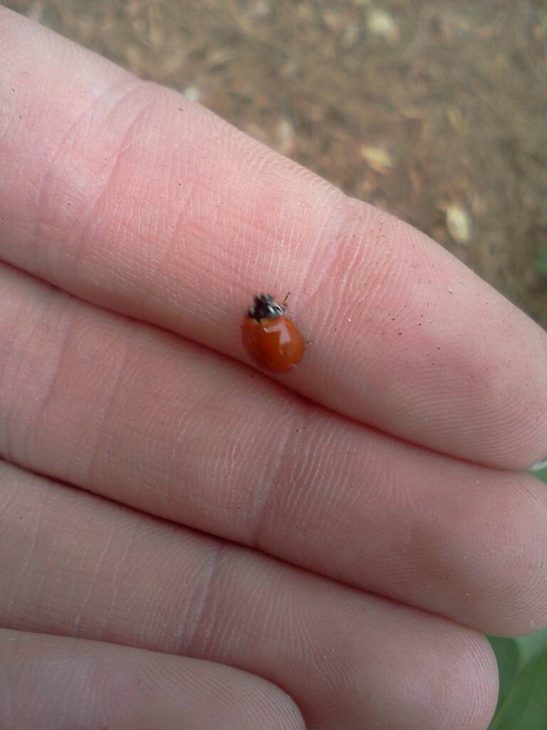 Blood-red ladybeetle