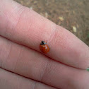 Blood-red ladybeetle