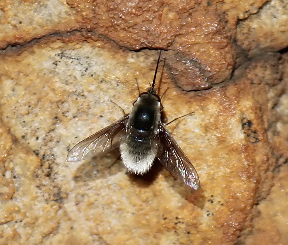 Woolly bee fly