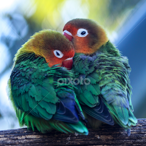 animal-96993658a by Moussa Idrissi - Animals Birds