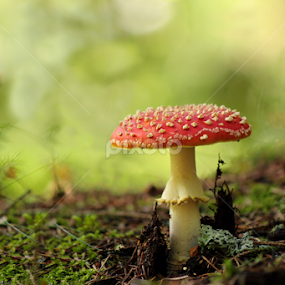 by Milan Horejsi - Nature Up Close Mushrooms & Fungi