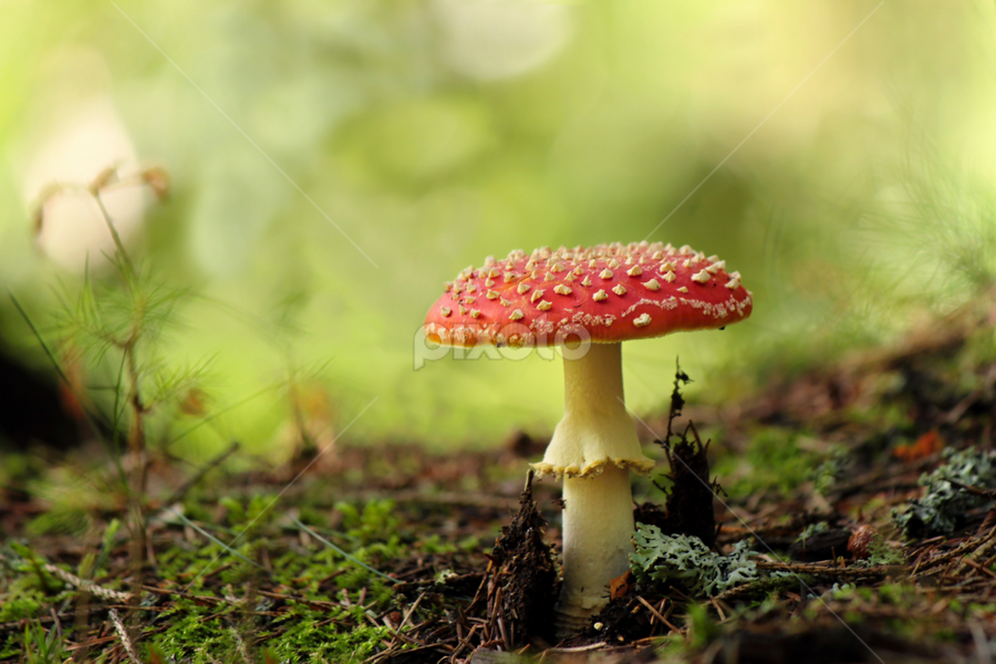 by Milan Horejsi - Nature Up Close Mushrooms & Fungi