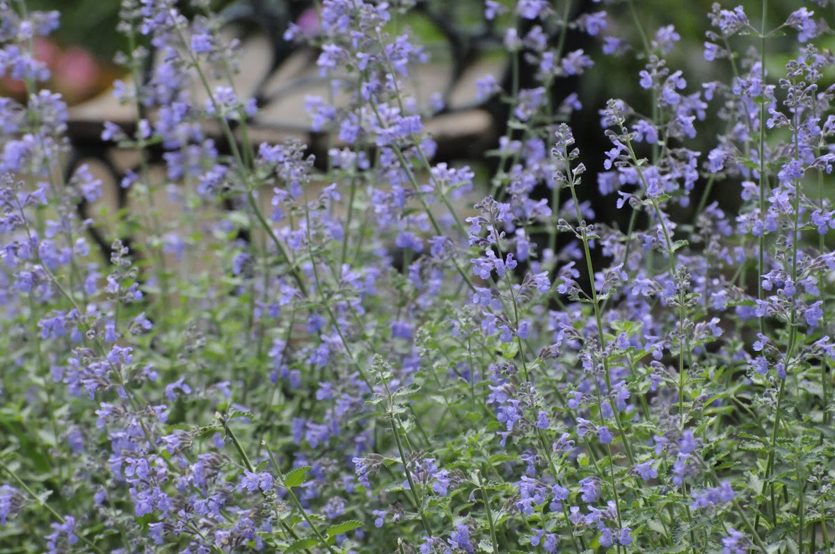 Salvia - not Lavender