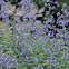 Salvia - not Lavender