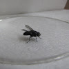 House fly