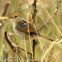 Levaillant's Cisticola