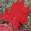 Paddleflap Scorpionfish/Rhinopia