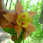 Swan Pink and Yellow Columbine