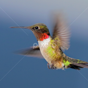 Ruby-throated Hummingbird by Terry Sohl - Animals Birds