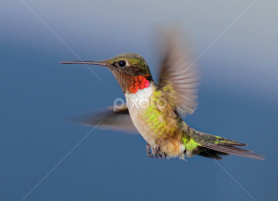 Ruby-throated Hummingbird by Terry Sohl - Animals Birds