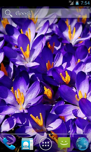 Crocus Spring Flowers