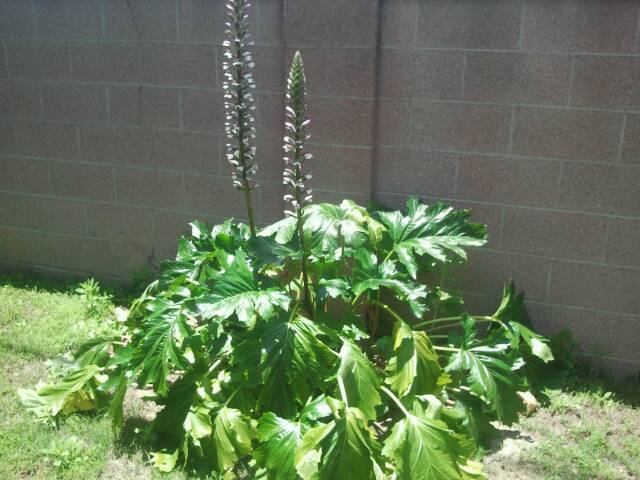 Is this a plant or a weed? Because i dont want them in my yard