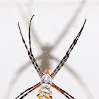 Garden Orb Web Spider