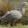 Cape Barren Goose 