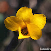 California Golden Violet