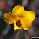 California Golden Violet