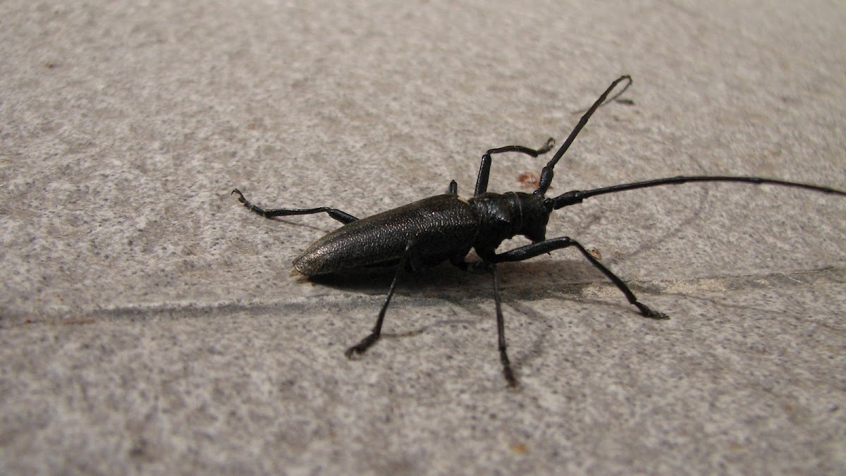 Sawyer beetle