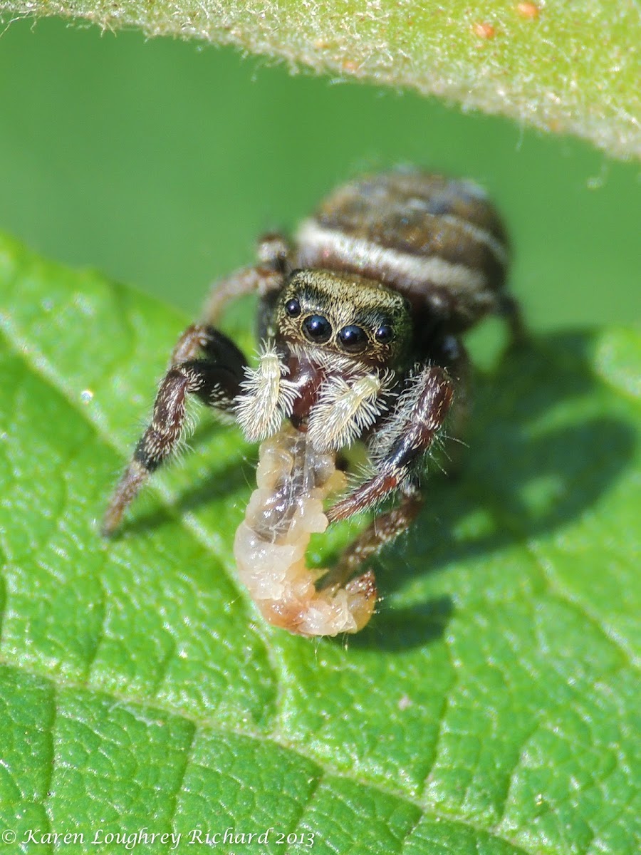 Jumping spider (female with prey)