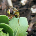 American Hover Fly - laying eggs