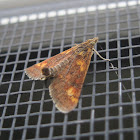 Orange Mint Moth